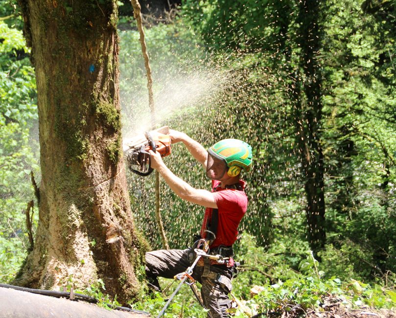 Les opérations d’abattage d’arbre